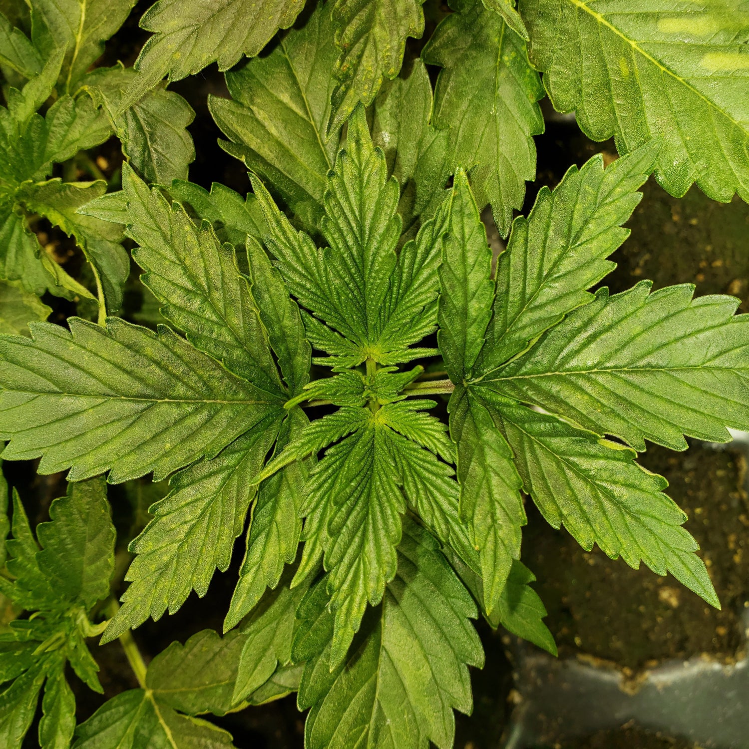 Pioneer Farms Cannabis Crops