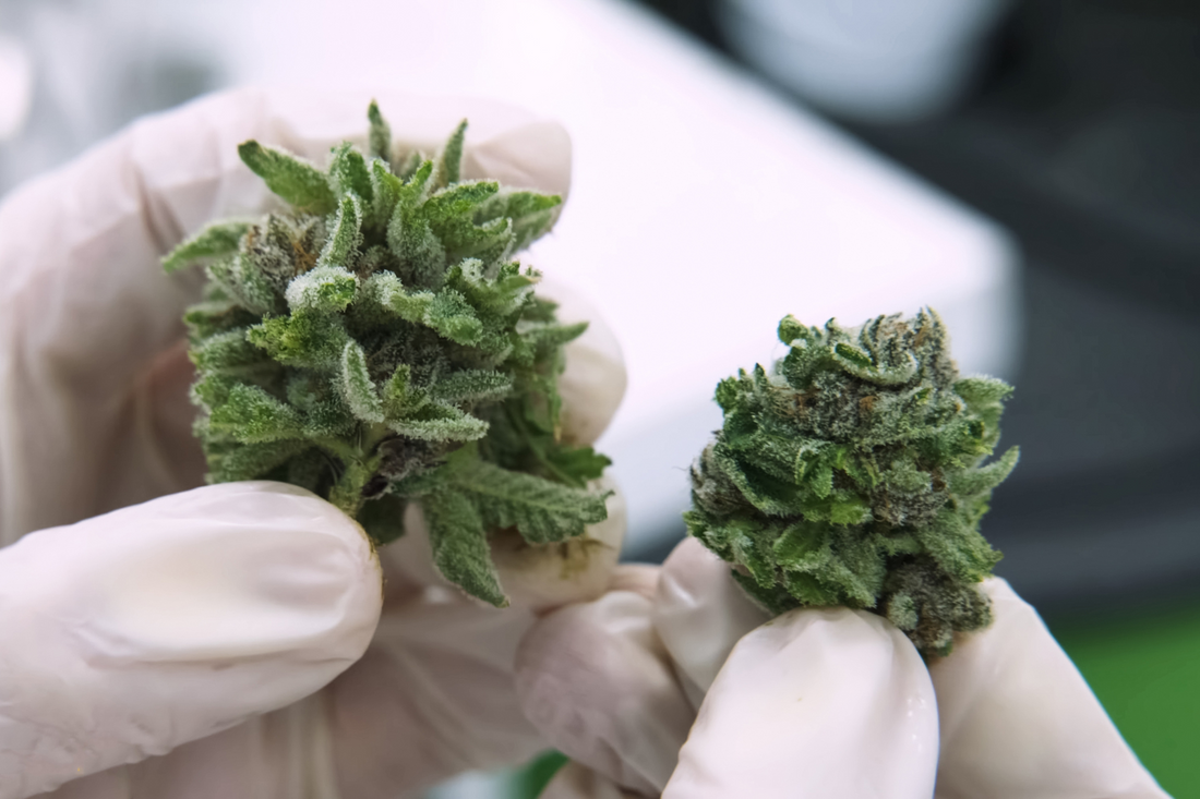 Hemp V.S Marijuana: Its all a Bunch of Cannabis