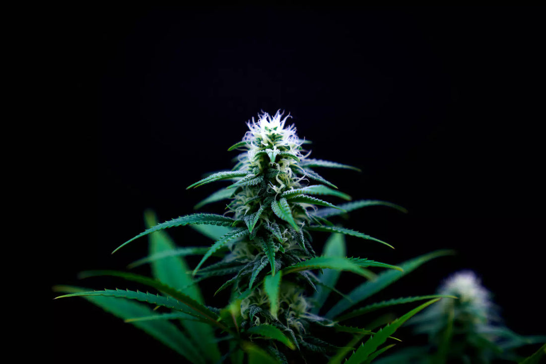 Easy Guide On Effective THC Edible Dosing To Get The Best Ride
