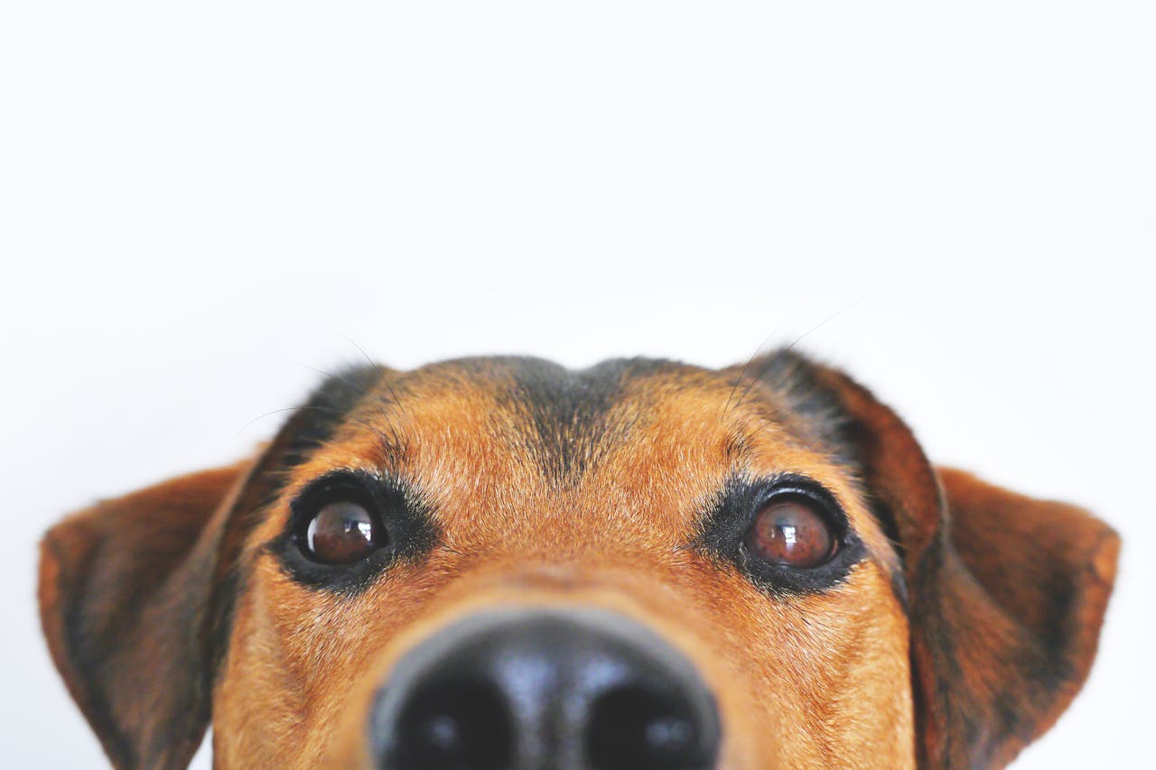 dog ate edible