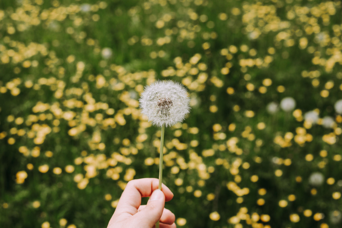 Do Edibles Help With Fall Allergies or Sinus Pressure?