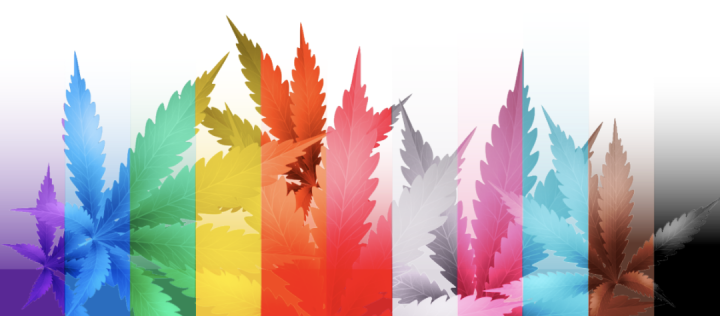 Cultivating Pride: The Evolution of Pride Month in America