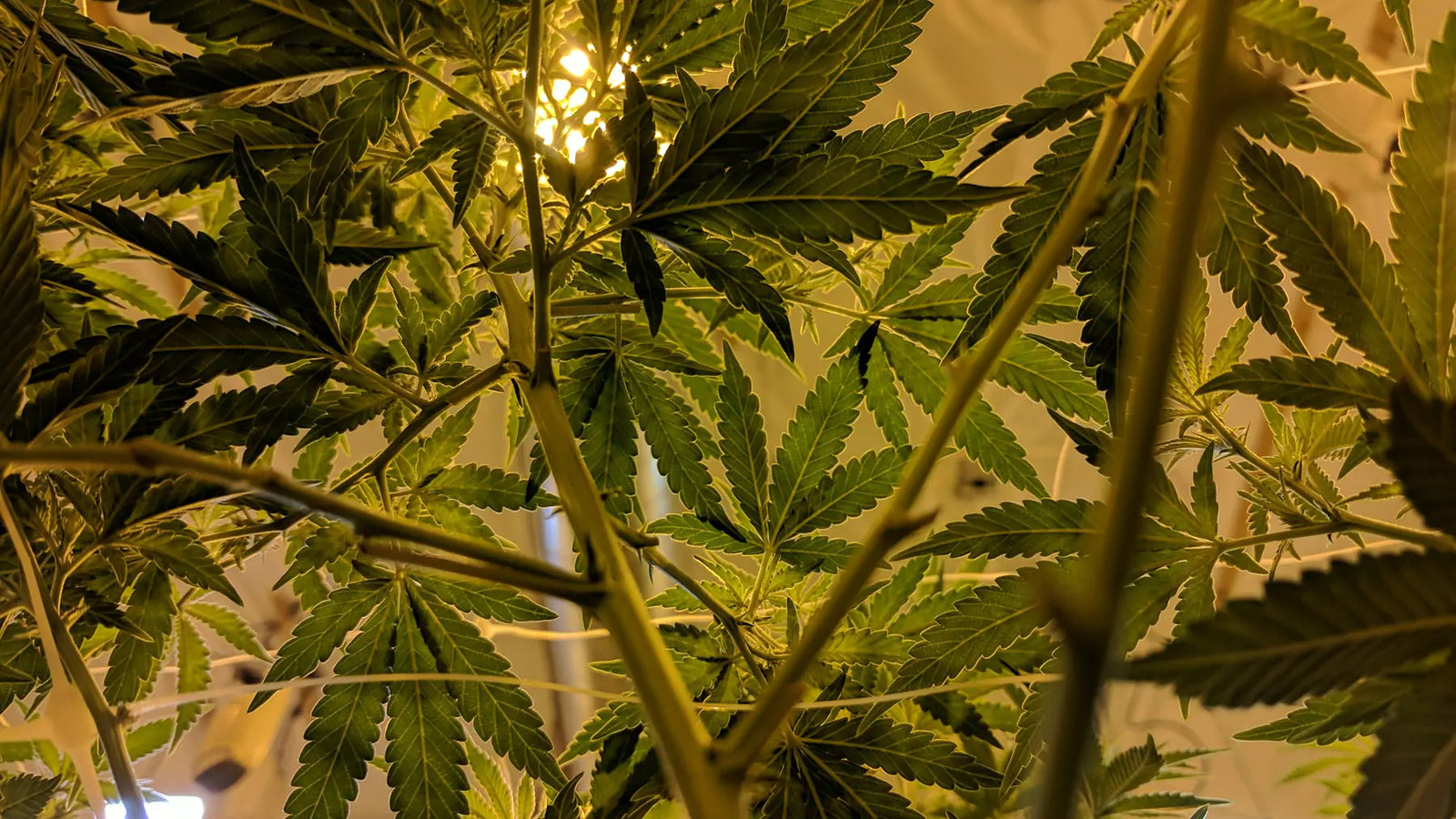 Types of Cannabinoids and Their Effects