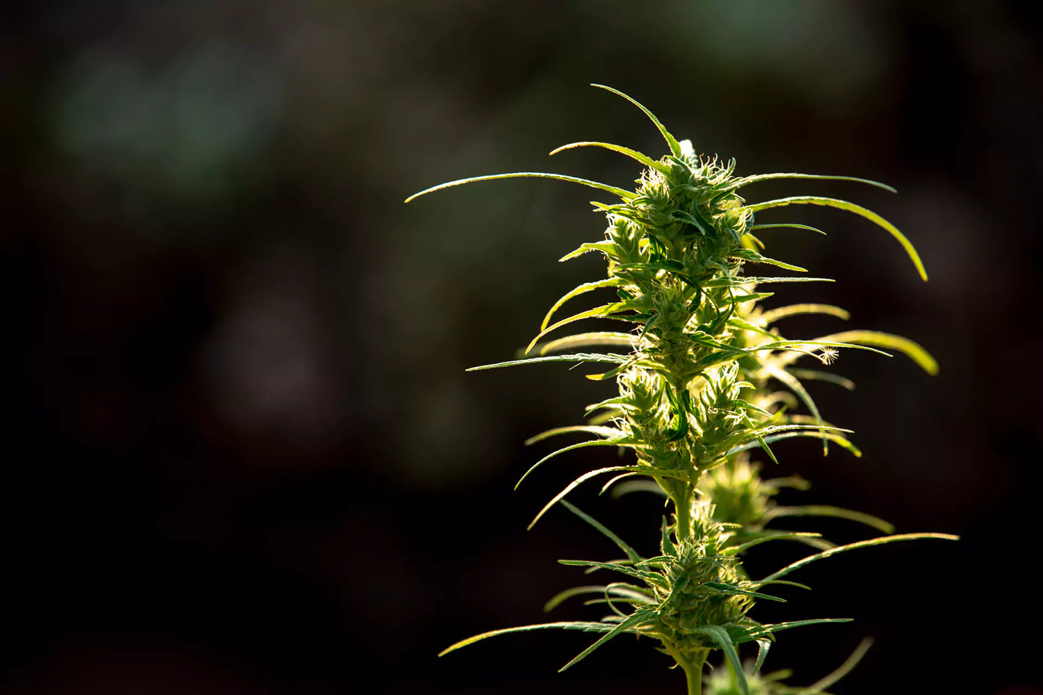 What is THC-P?