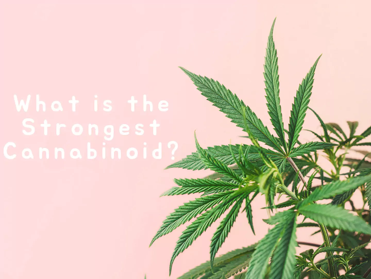What is the Strongest Cannabinoid?