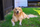 CBD Pet Treats